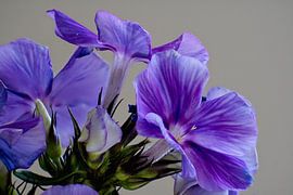 Feldblumen im Makroformat