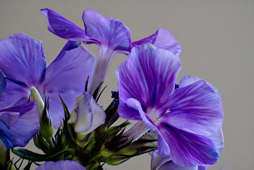 Veldbloemen in macro