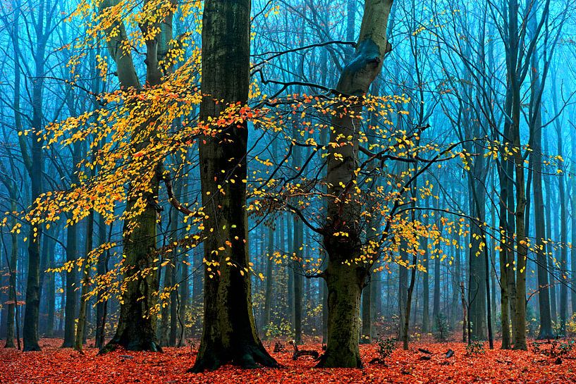 Les Suprêmes par Lars van de Goor