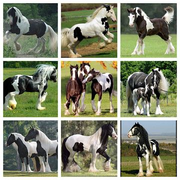 collage zwartbonte paarden