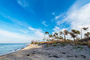 Bäume am Weststrand auf dem Fischland-Darß