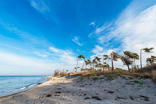 Bomen op de westrand op Fischland-Darß