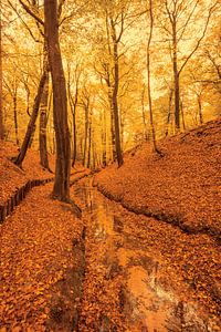 Bachlauf durch einen Herbstbuchenwald im Veluwezoom