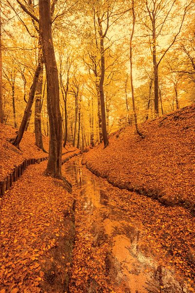 Beek door een herfst beukenbos op de Veluwezoom van Sjoerd van der Wal Fotografie