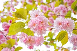 Clusters of Pink Cherry Blossoms