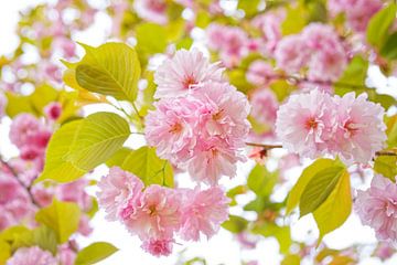 Trossen roze kersenbloesems van Iris Holzer Richardson