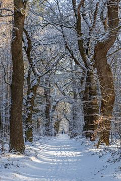 Sneeuw ochtend in het bos. van Lieneke Holst