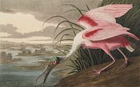Rode Lepelaar  - Teylers Edition -  Birds of America, John James Audubon (zonder witrand) van Teylers Museum thumbnail