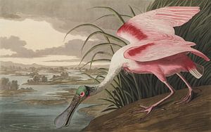 Rode Lepelaar  - Teylers Edition -  Birds of America, John James Audubon (zonder witrand) van Teylers Museum