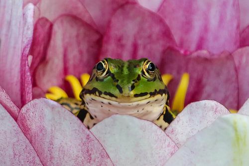 The prince and his castle