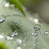 Drops on a leaf by Kees Korbee