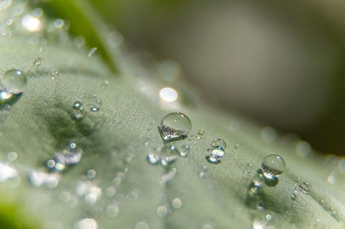 Drops on a leaf