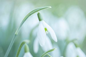 Perce-neige de rêve dans une lumière douce