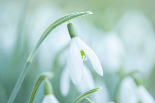 Dromerig Sneeuwklokje in Zacht Licht
