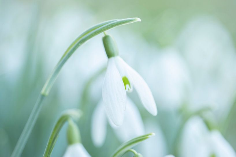 Dreamy Snowdrop in Soft Light by Zwoele Plaatjes