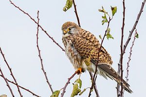 Turmfalke wartet auf Beute.