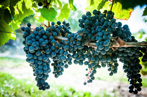 Raisins dans un Vignoble, stefan witte