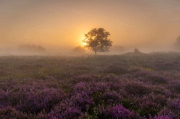 Purple heather by P Kuipers