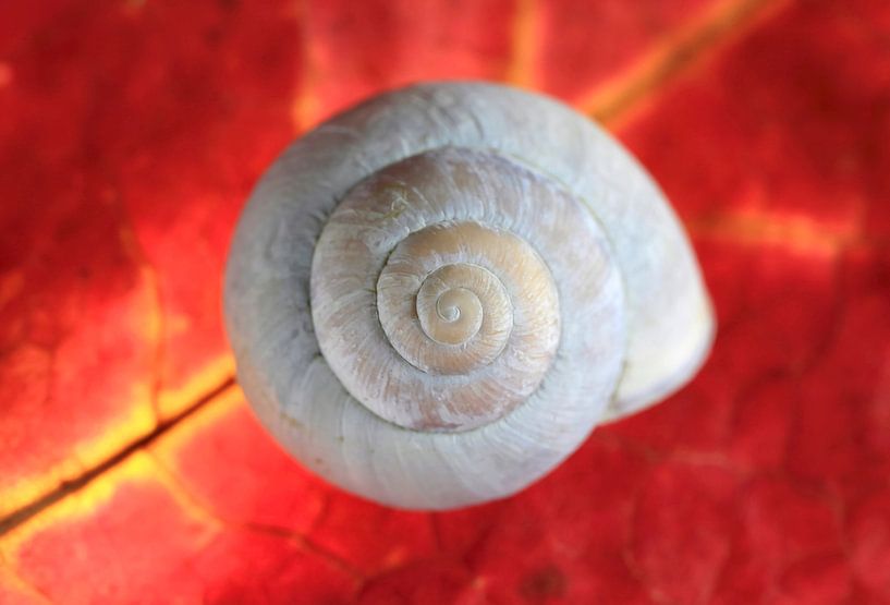 Herbstliches Stillleben von Thomas Jäger