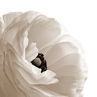 Paeonia