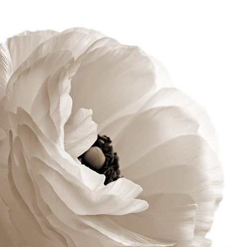 Paeonia