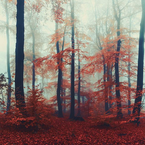 Novemberwald in Rot von Dirk Wüstenhagen