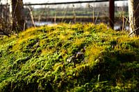 Moss