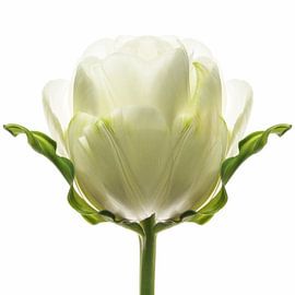 Tulipa8 von Henk Leijen