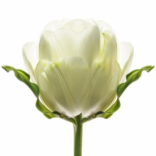 Tulipa8