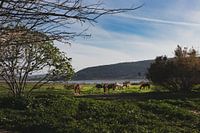 Tiere auf dem Feld