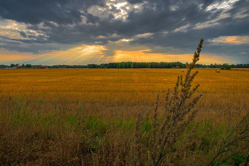 Schemerstralen, Zweedse velden