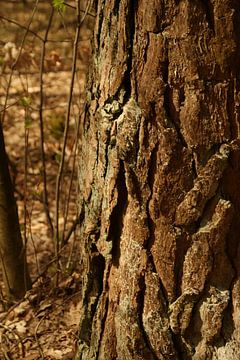 ruw schors op boom van Sarah Gorter