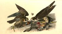 Valk, Peregrine Falcon., Audubon, John James, 1785-1851 van Liszt Collection thumbnail
