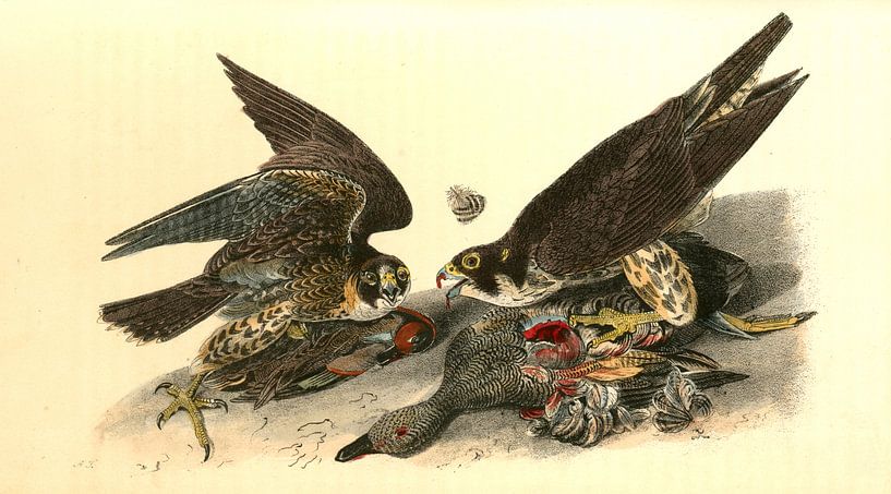 Valk, Peregrine Falcon., Audubon, John James, 1785-1851 van Liszt Collection