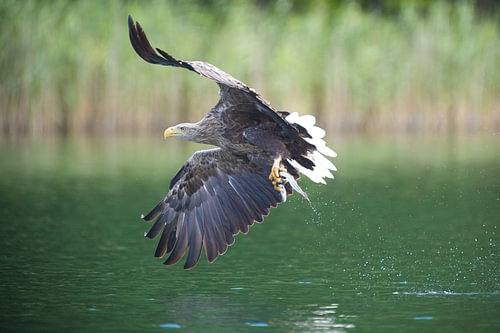 Der kraftvolle Abflug des majestätischen Seeadlers mit Beute