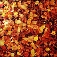 Red, orange and yellow 