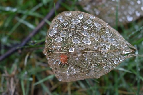 ingezoomd skelet lampionplant