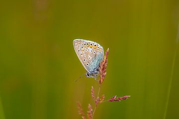 Schmetterling von Tania Perneel