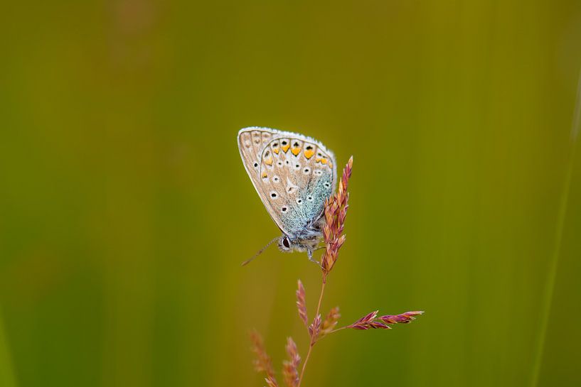butterfly by Tania Perneel