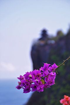 Bougainvillea bij Uluwatu Pura Tempel Bali Indonesie van Maurits Bredius