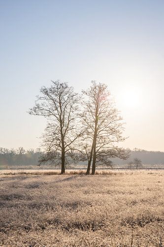 Weiland en bomen in de winter, landschapsopname in de ochtend