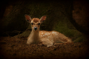 Bambi