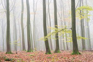 Ombres d'automne (troncs d'arbres sombres avec feuilles d'automne dans la brume)