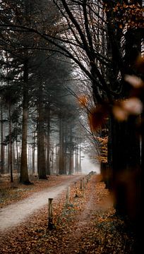 Laan in het bos met mist en oranje bladeren | Mastbos Breda Nederland van Merlijn Arina Photography