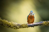 Der Eisvogel zeigt seinen Fisch
