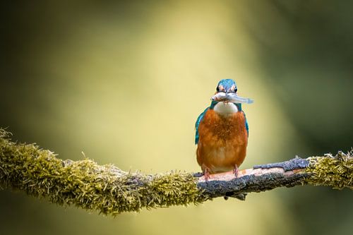De ijsvogel laat zijn visje zien