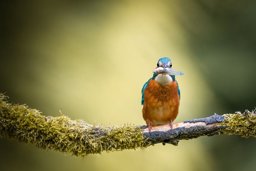 Der Eisvogel zeigt seinen Fisch von Cynthia Verbruggen