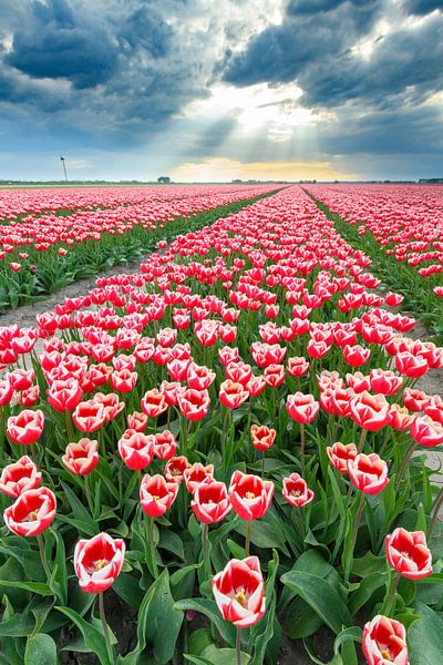 Tulipes rouges et roses en fleurs dans un champ par Sjoerd van der Wal Photographie