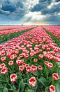 Tulipes rouges et roses en fleurs dans un champ par Sjoerd van der Wal Photographie Aperçu