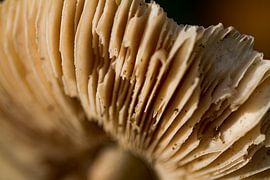 Pilz #003 von Jan van den Broek 2BHAPPY4EVER